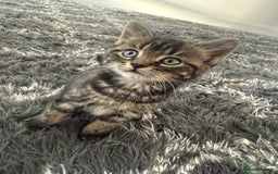 Domestic Shorthair cats for sale: X2 tabby X1 black  - Image 2