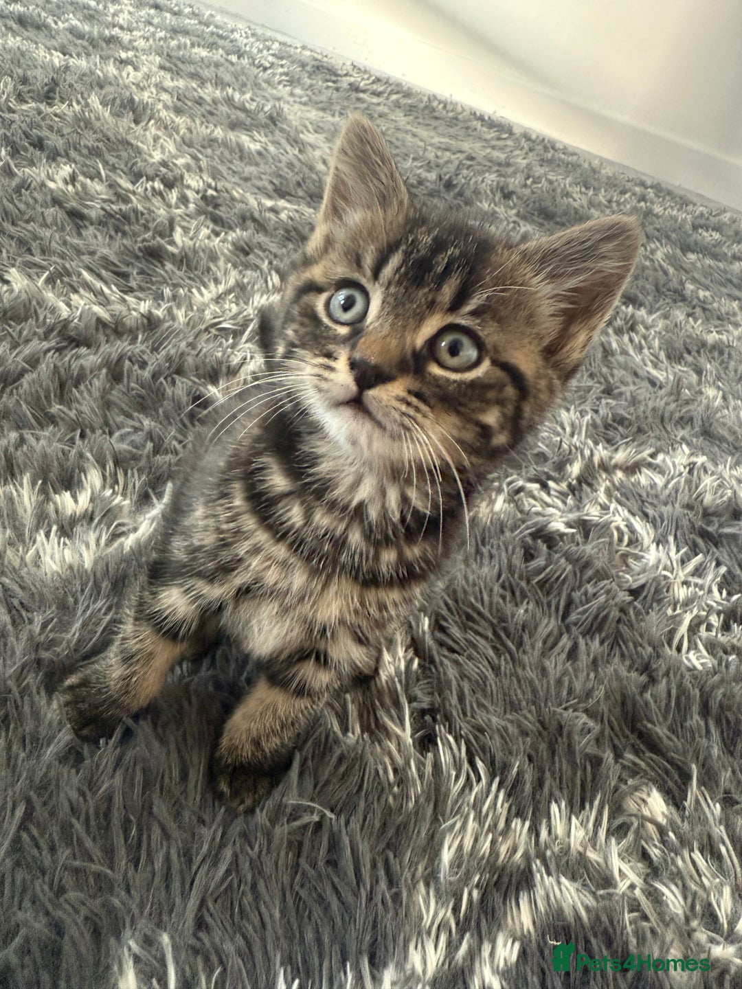 Domestic Shorthair cats for sale: X2 tabby X1 black  - Image 2