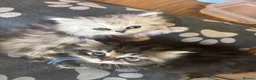 Ragdoll cats for sale: Ragdoll / Persians - Only 2 Girls left!!  - Advert 4