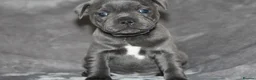 Staffordshire Bull Terrier dogs for sale: Extensively Health Tested KC S.B.T - Advert 1