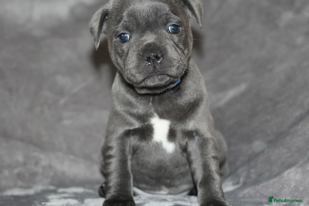 Staffordshire Bull Terrier dogs for sale: Extensively Health Tested KC S.B.T - Advert 1