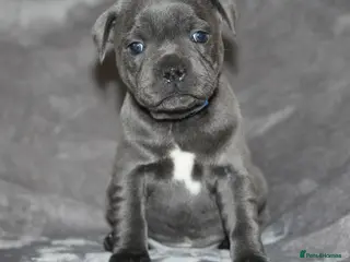 Staffordshire Bull Terrier dogs Extensively Health Tested KC S.B.T - Advert 2