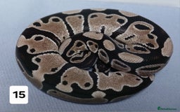 Python Snake reptiles for sale: Royal Python Morphs Males - Image 19