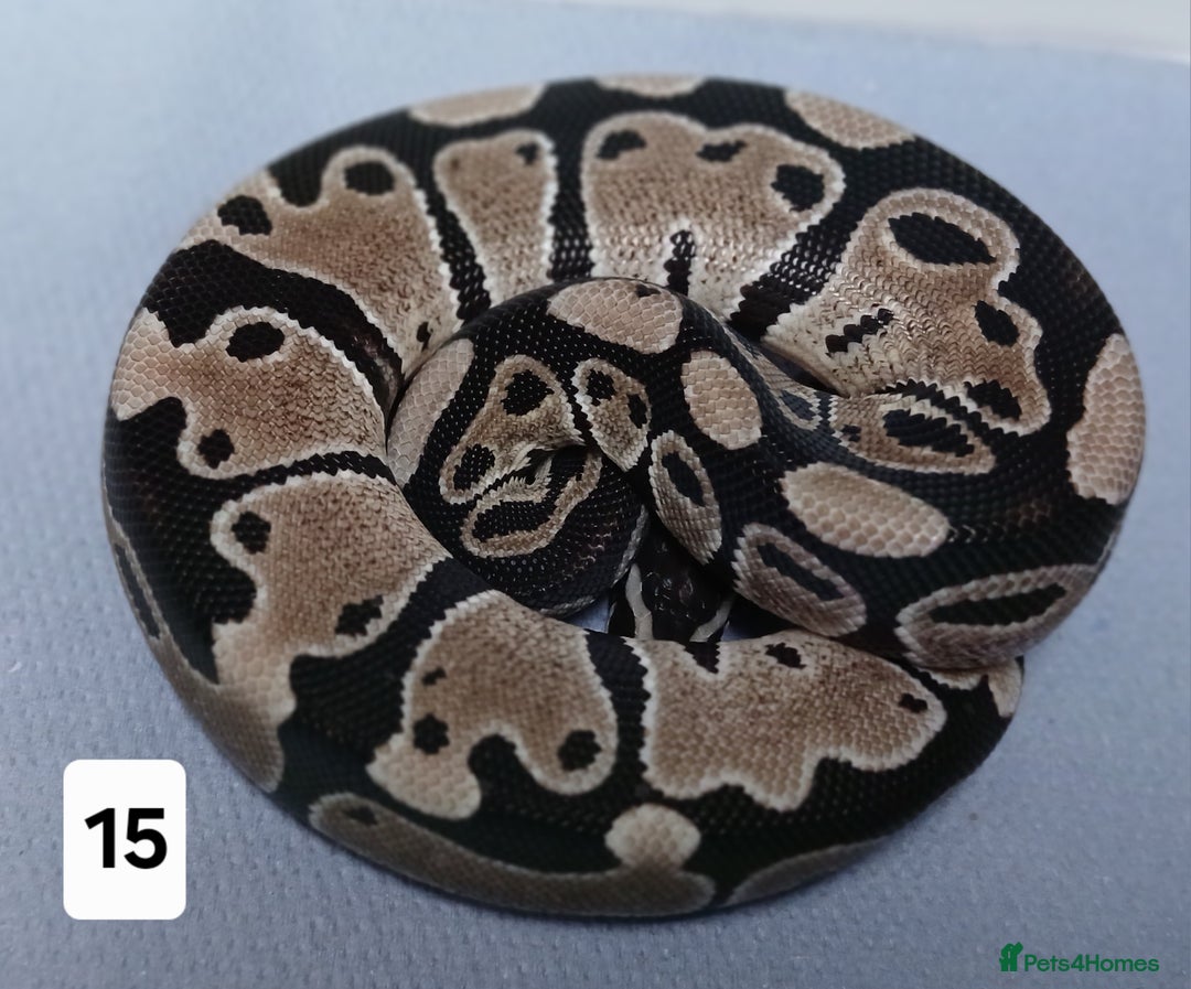 Python Snake reptiles for sale: Royal Python Morphs Males - Image 19