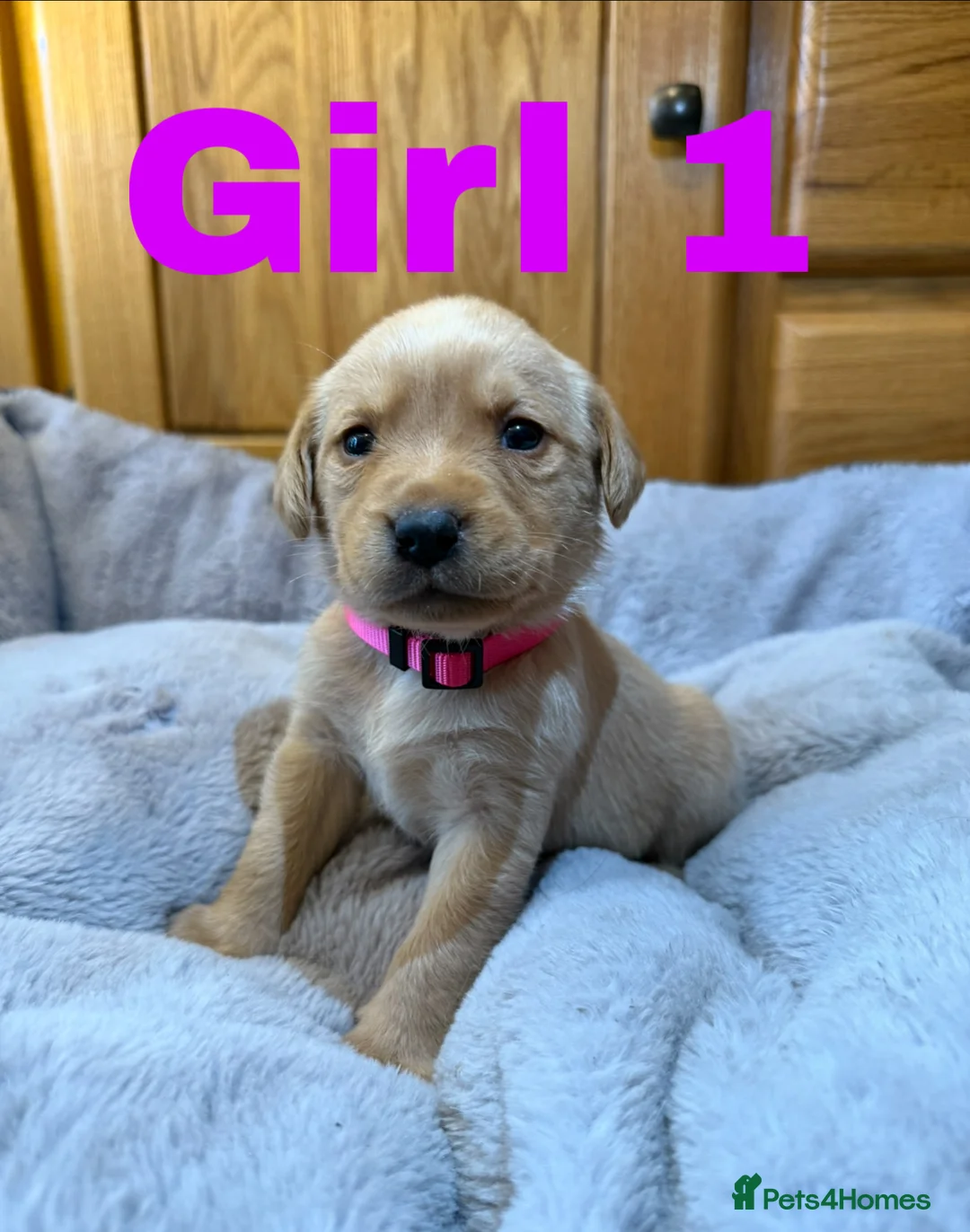 Labrador Retriever dogs for sale: 2 left- Purebred Labrador Puppies - Advert 3