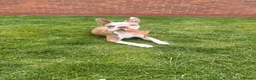 Boston Terrier dogs for sale: KC Registered Boston Terrier Male Puppy - 7 Months in Wrexham - Advert 4