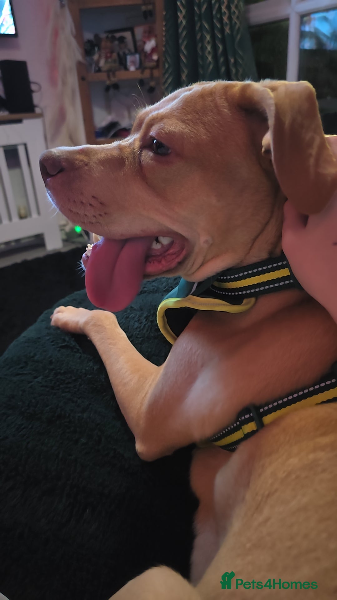 Cane Corso dogs Cane Corso needed her forever home - Advert 1