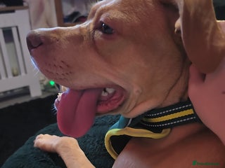 Cane Corso dogs Cane Corso needed her forever home - Advert 1