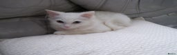 Turkish Angora cats for sale: Turkish angora kitten - Advert 4