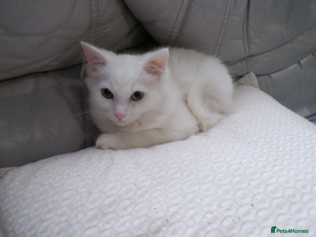 Turkish Angora cats for sale: Turkish angora kitten - Advert 4