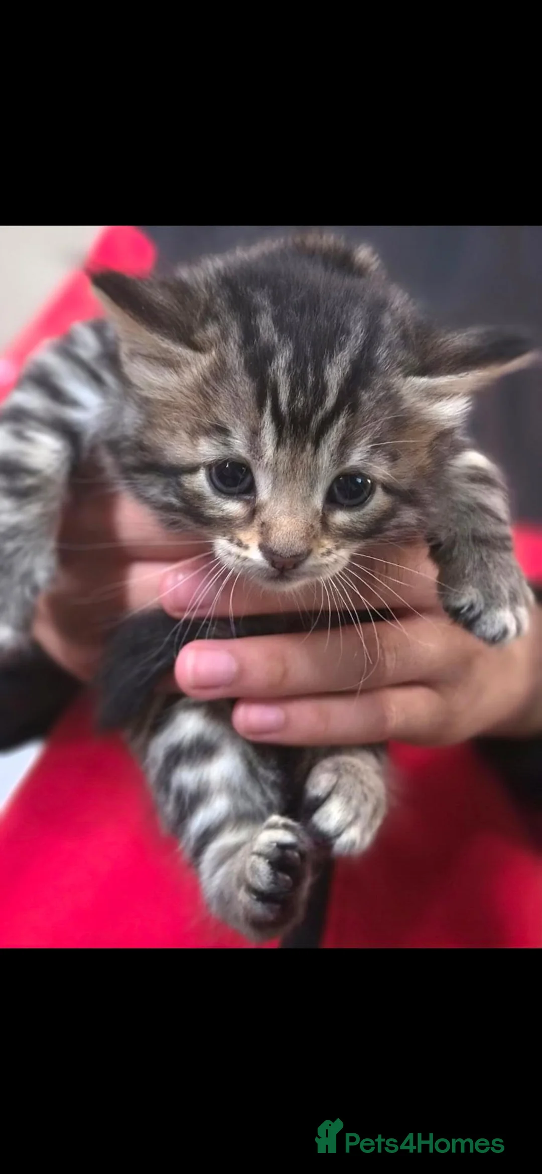 Mixed Breed cats for sale: Milo - Baby Boy Bengal & Ginger Tabby 9weeks - Advert 9