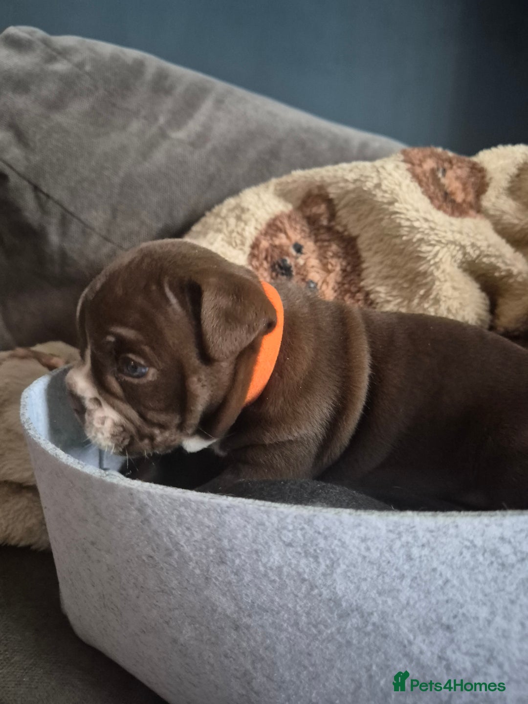 English Bulldog dogs for sale: Bulldog puppies - Image 10