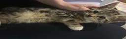 Bengal cats for sale: Bengal mixed - Advert 5