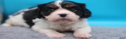 Cavalier King Charles Spaniel dogs for sale: Champion lines, heart/health tested, KC registered - Advert 18