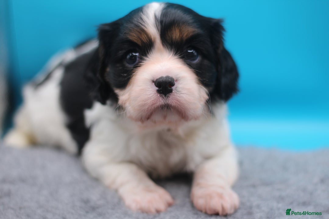 Cavalier King Charles Spaniel dogs for sale: Champion lines, heart/health tested, KC registered - Advert 18