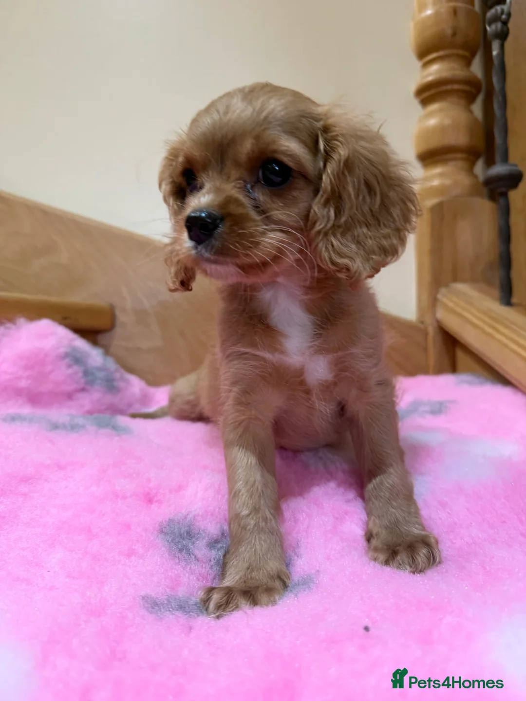 Cavapoochon dogs for sale: Cavapoochon - Advert 15