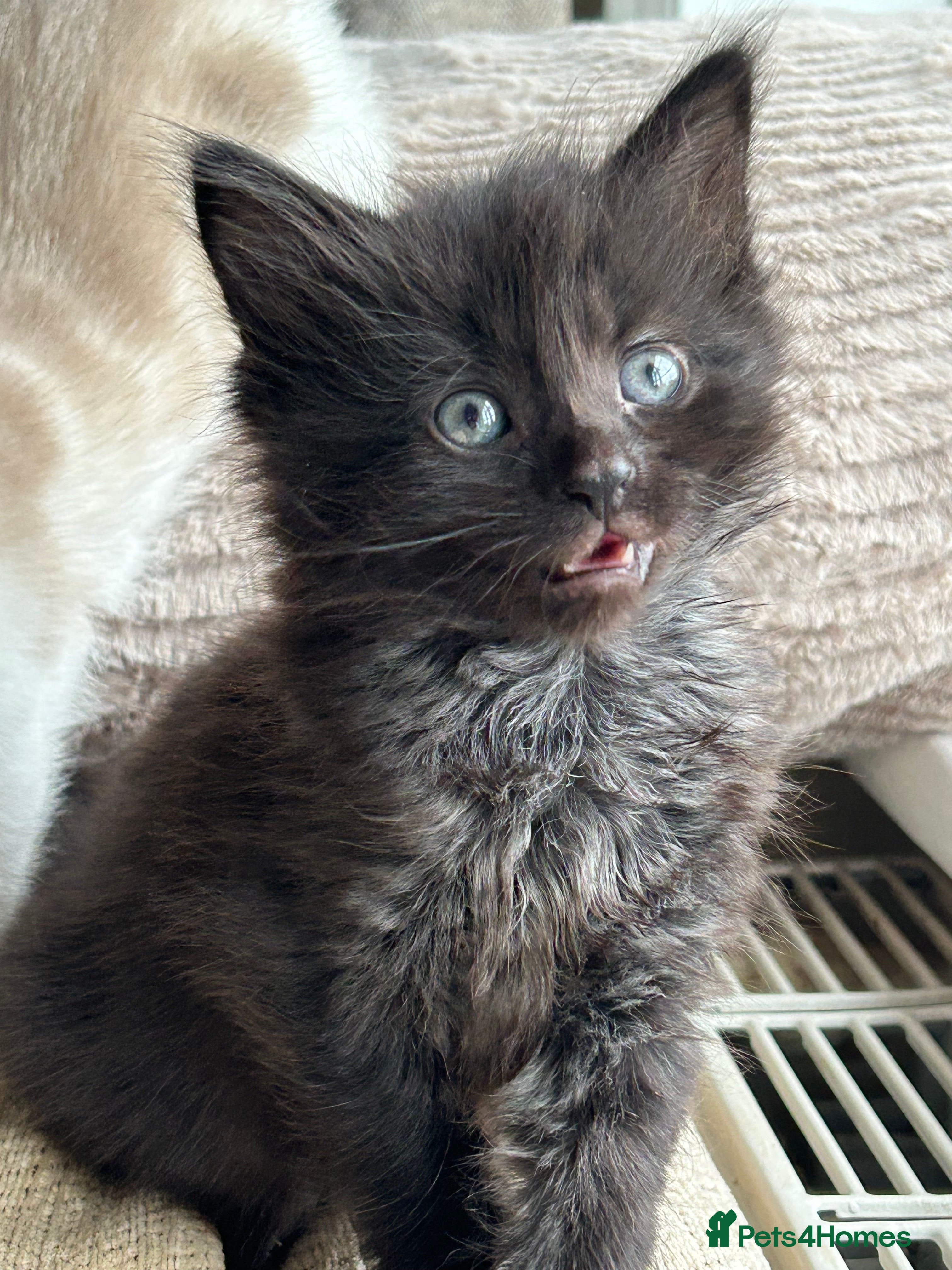 Mixed Breed cats Beautiful fluffy girl  - Advert 1