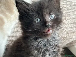 Mixed Breed cats Beautiful fluffy girl - Advert 1