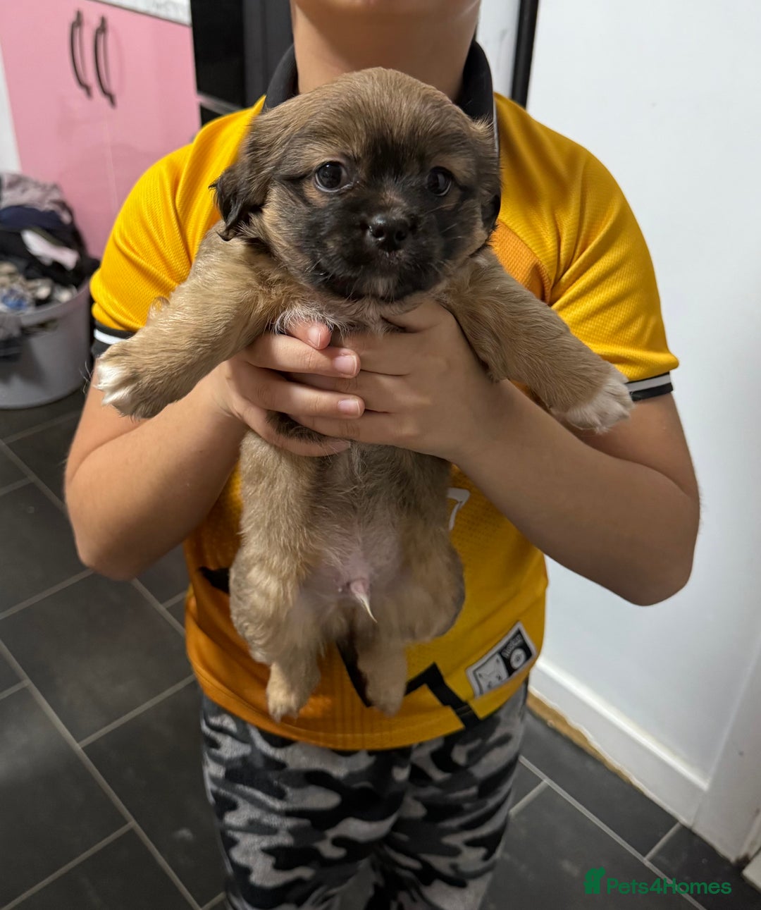 Tibetan Spaniel dogs for sale: Tibetan spaniel  - Advert 7