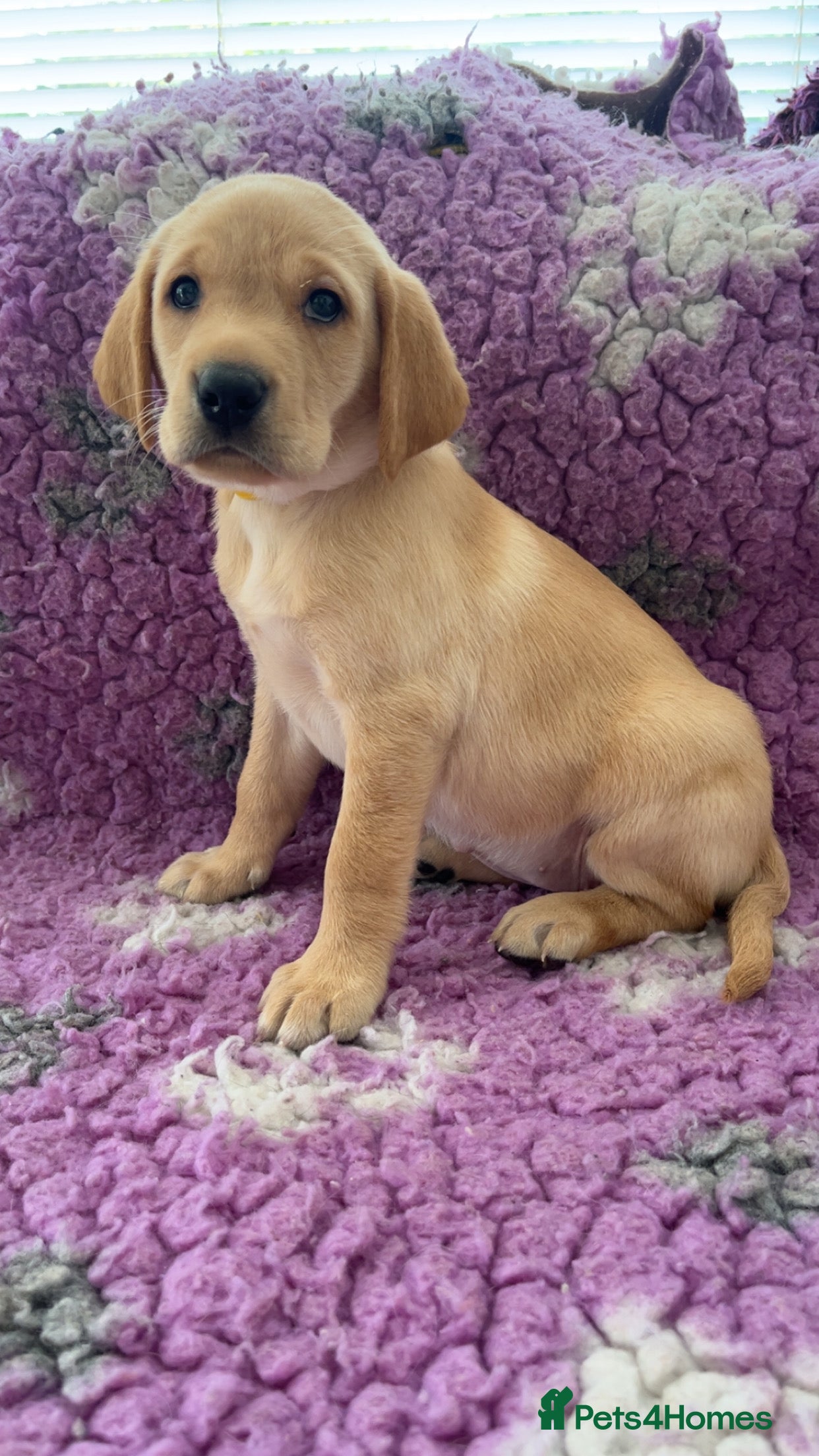 Labrador Retriever dogs KC Reg Labradors from Fully Health tested parents - Advert 2