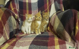 Mixed Breed cats for sale: Beautiful fluffy kittens for sale. - Image 5