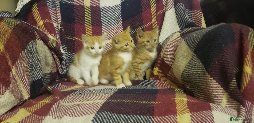 Mixed Breed cats for sale: Beautiful fluffy kittens for sale. - Image 5