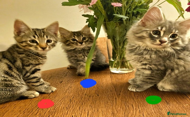 Bengal cats - Advert 1