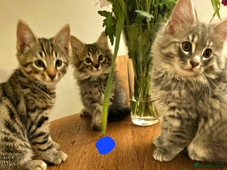 Bengal cats - Advert 3