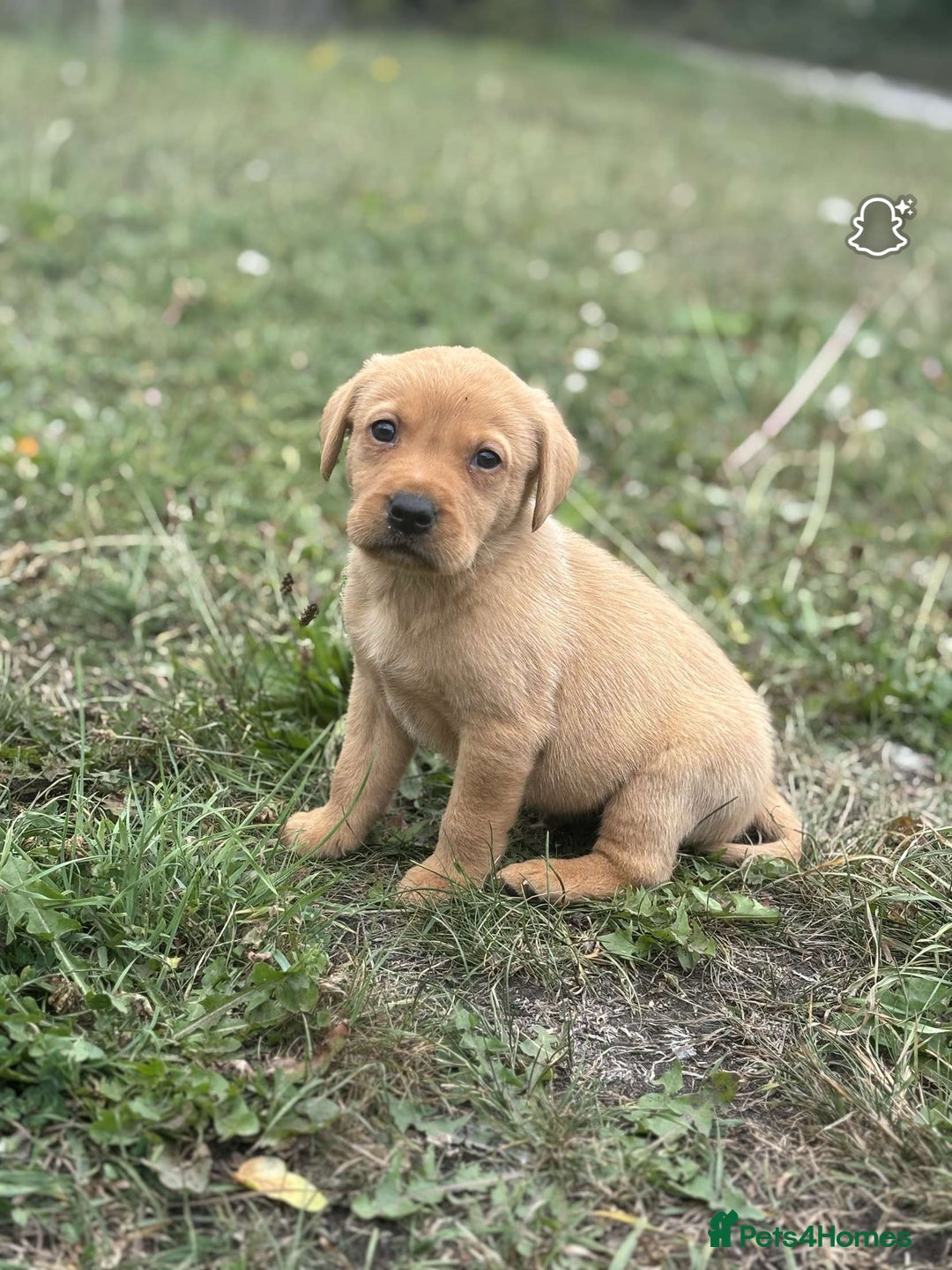 Labrador Retriever dogs for sale: Gorgeous Labrador puppies - Image 10