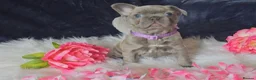 French Bulldog dogs for sale: 🐶💜 KC Registered French Bulldog Puppies - Advert 28