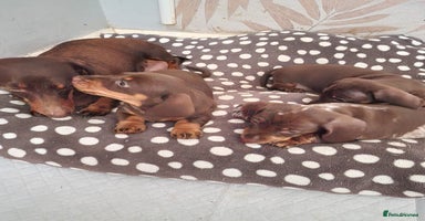 Dachshund dogs - Advert 3