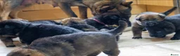 German Shepherd dogs for sale: ** Elite Working GSDs – KC Reg, Health Tested ** - Advert 20