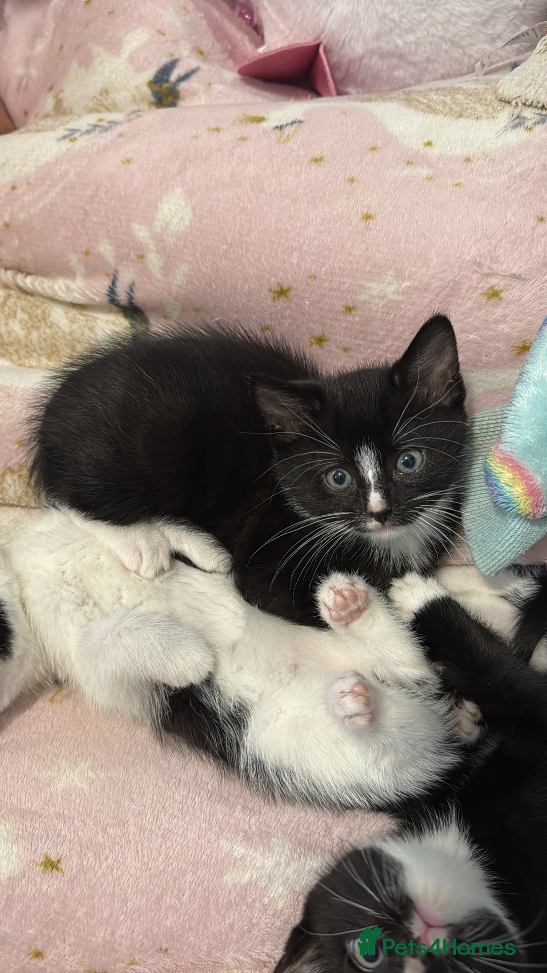 British Longhair cats for sale: British long hair  kittens  - Image 3