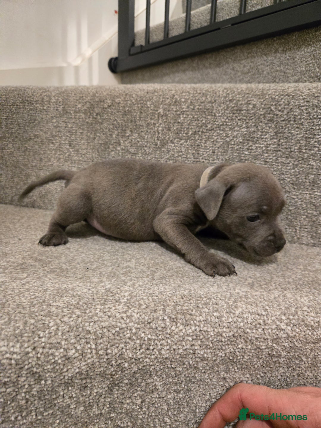 Staffordshire Bull Terrier dogs for sale: Blue Staffy Puppies 🐶 - Advert 6