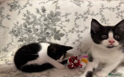 Maine Coon cats for sale: Maine coon babies - Advert 15