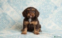 Cockapoo dogs for sale: Adorable F2 Cockapoo Puppies, Ready 12 Oct - Image 22