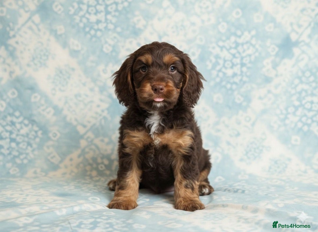 Cockapoo dogs for sale: Adorable F2 Cockapoo Puppies, Ready 12 Oct - Image 22