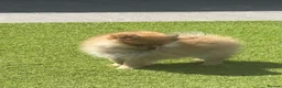 Pomeranian dogs for sale: Beautiful Miniature Pomeranian  - Advert 7