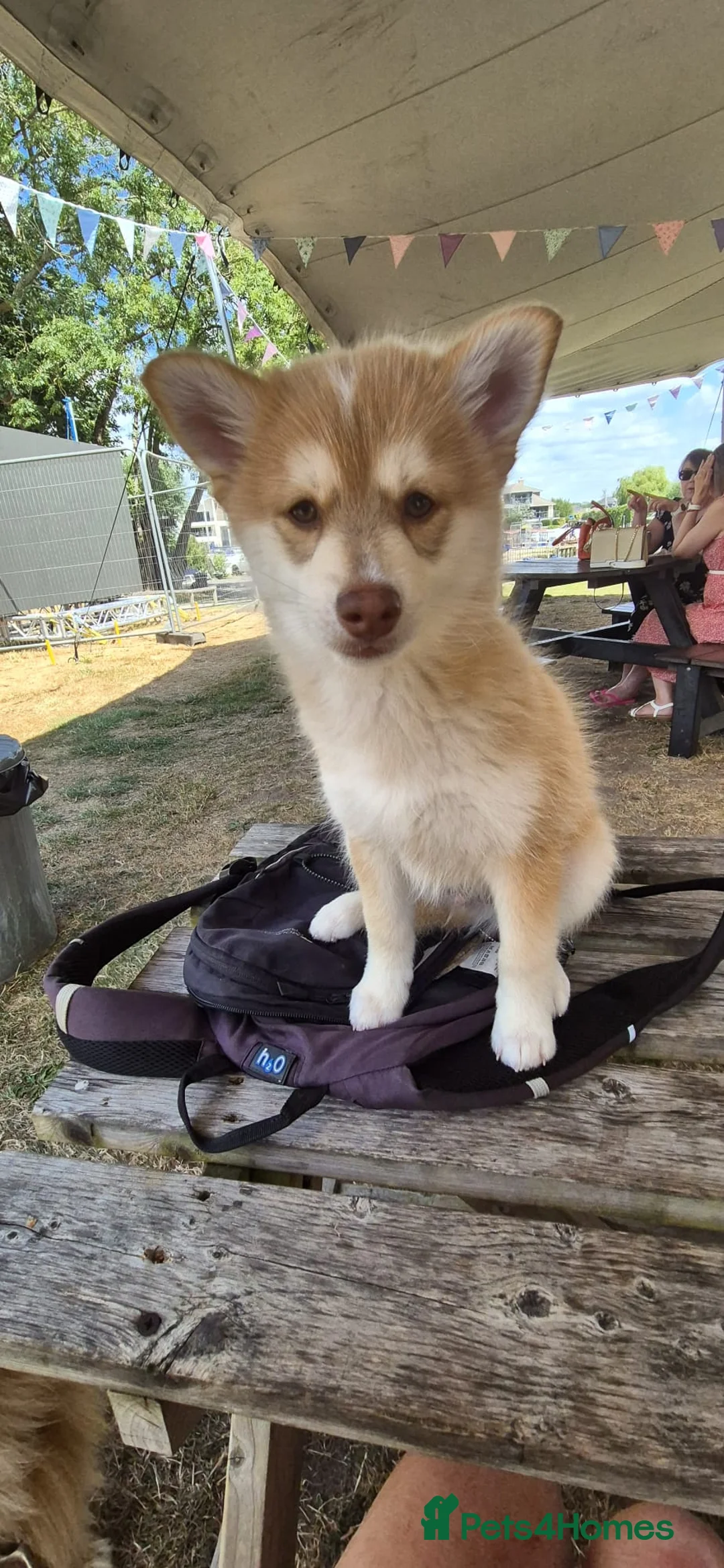 Pomsky dogs for sale: Stunning Red Boy  - Advert 2