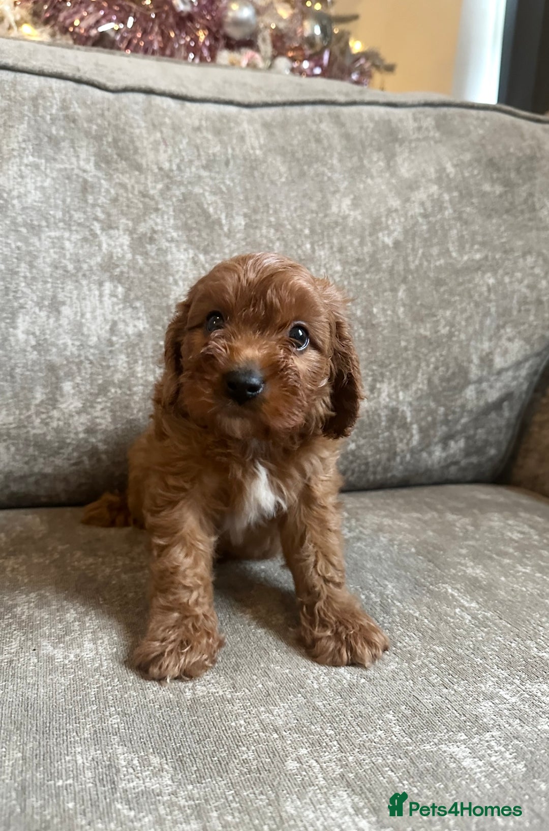 Cavapoo dogs for sale: Beautiful red cavapoos - Advert 14
