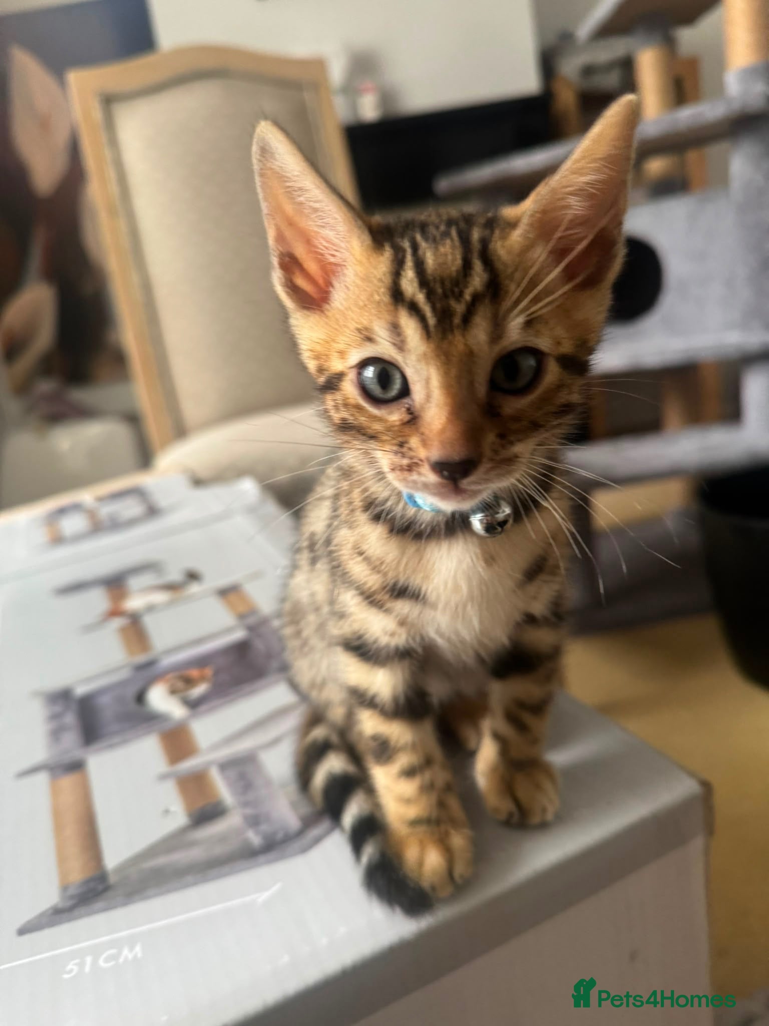 Bengal cats Registered bengal Ready for there forever home - Advert 1