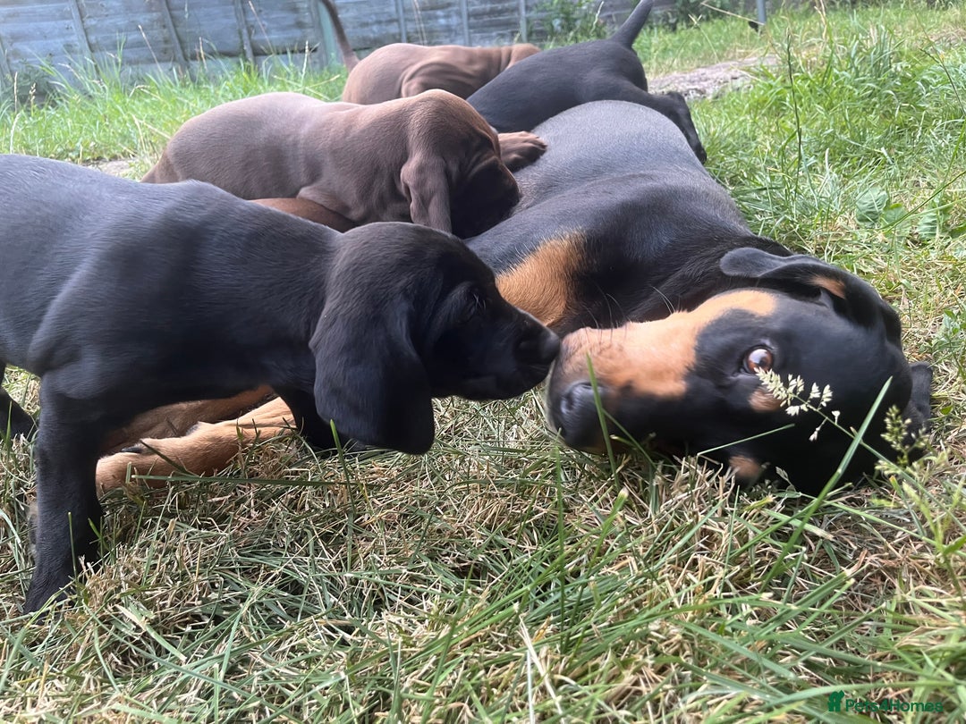 Mixed Breed dogs for sale: Vizlador x Weimaraner puppies - Image 17