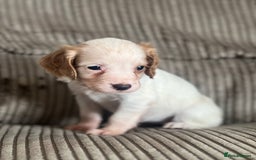 Cocker Spaniel dogs for sale: Stunning working kc registered cocker spaniels  - Image 4