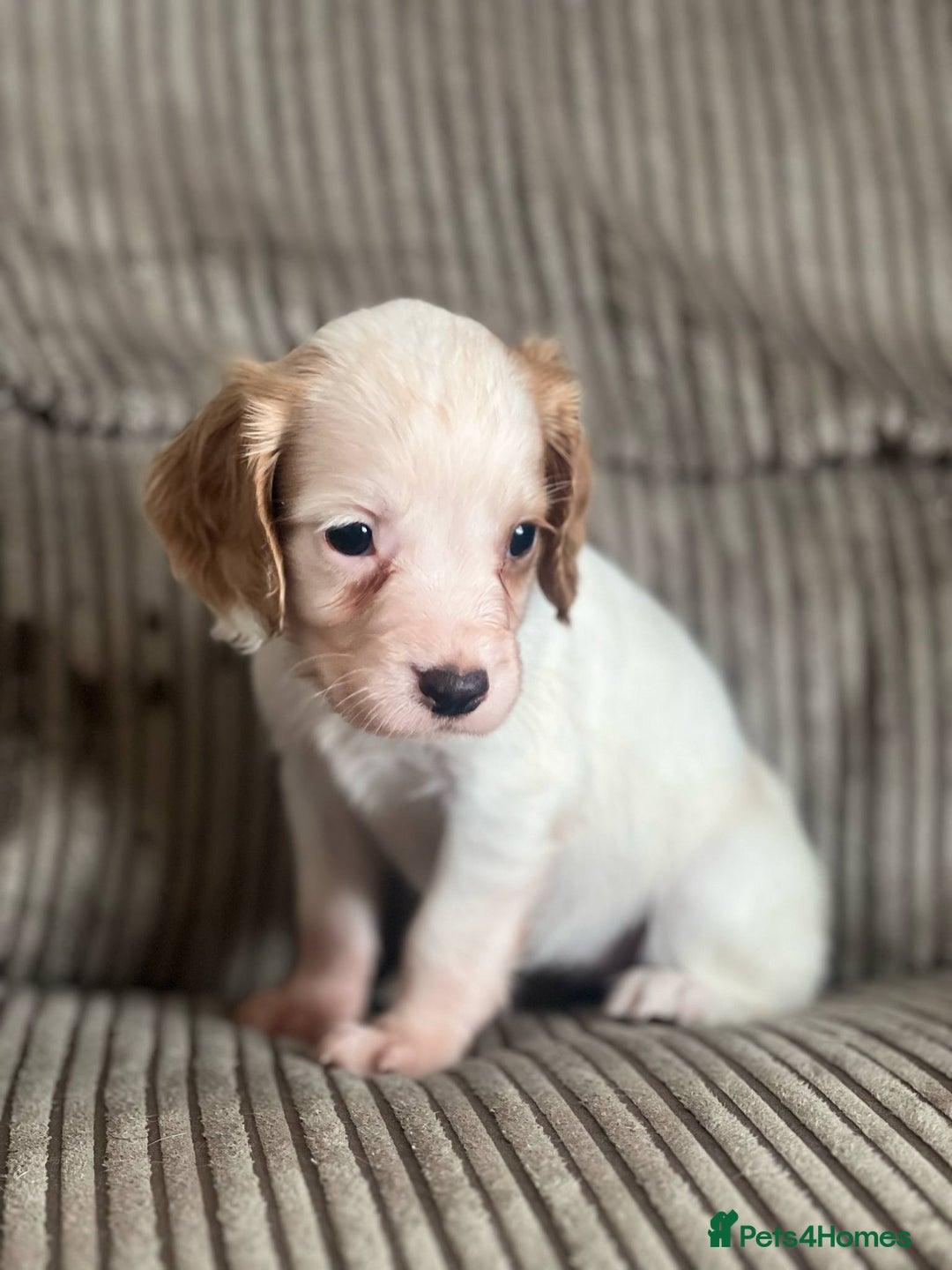 Cocker Spaniel dogs for sale: Stunning working kc registered cocker spaniels  - Image 4