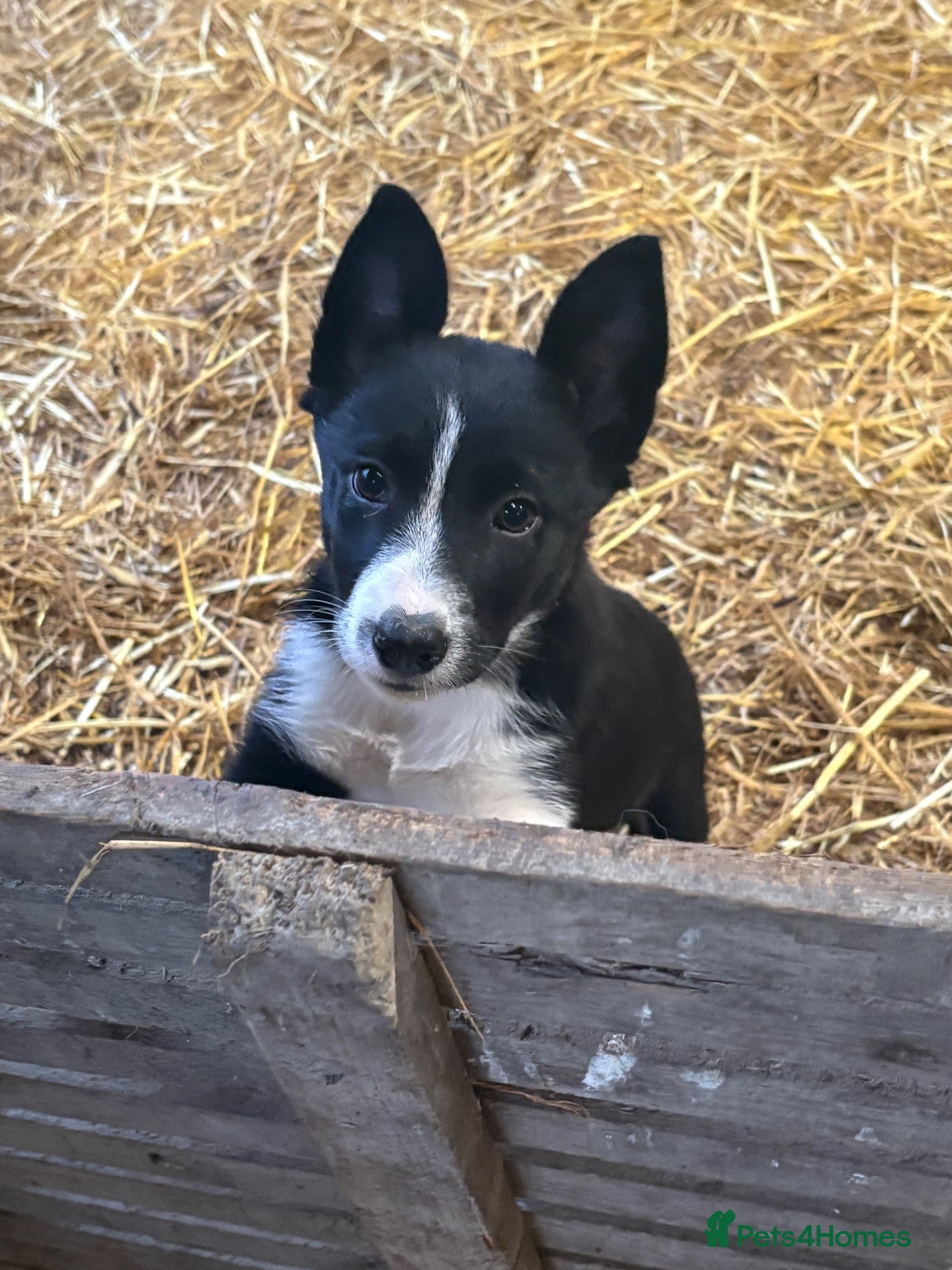 Border Collie dogs Border collie puppies - Advert 10