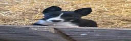 Border Collie dogs for sale: Border collie puppies in Bala - Advert 1