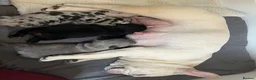 French Bulldog dogs for sale: 2 stunning french bulldogs  - Advert 40
