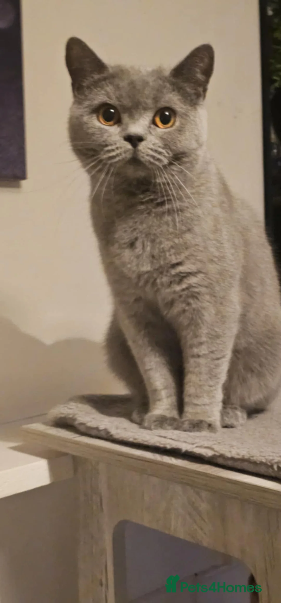 British Shorthair cats for sale: GCCF British Shorthair Girl - Advert 3