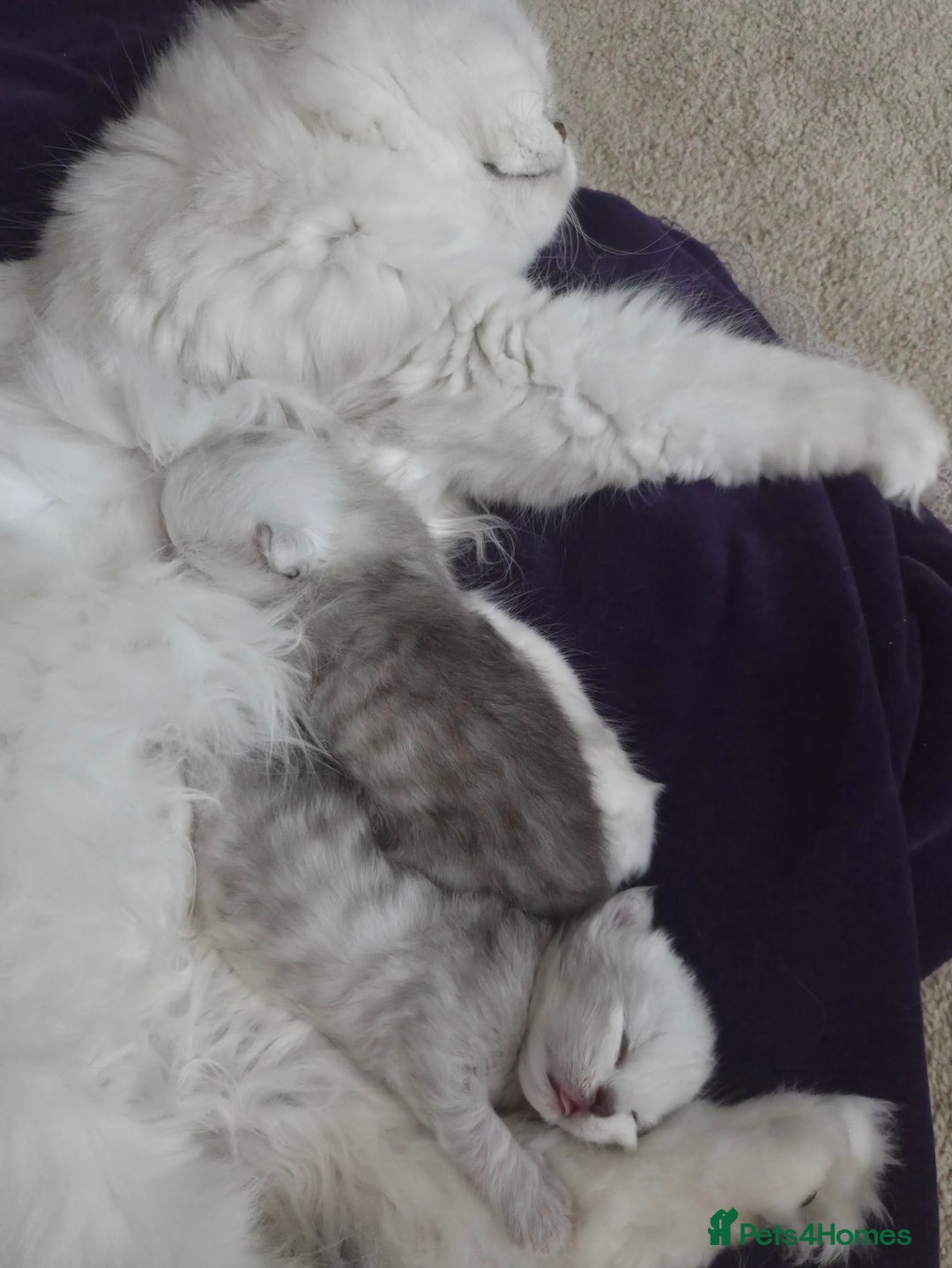 Persian cats for sale: Silvertip Chinchilla Persian- Boy & Girl Available - Advert 20