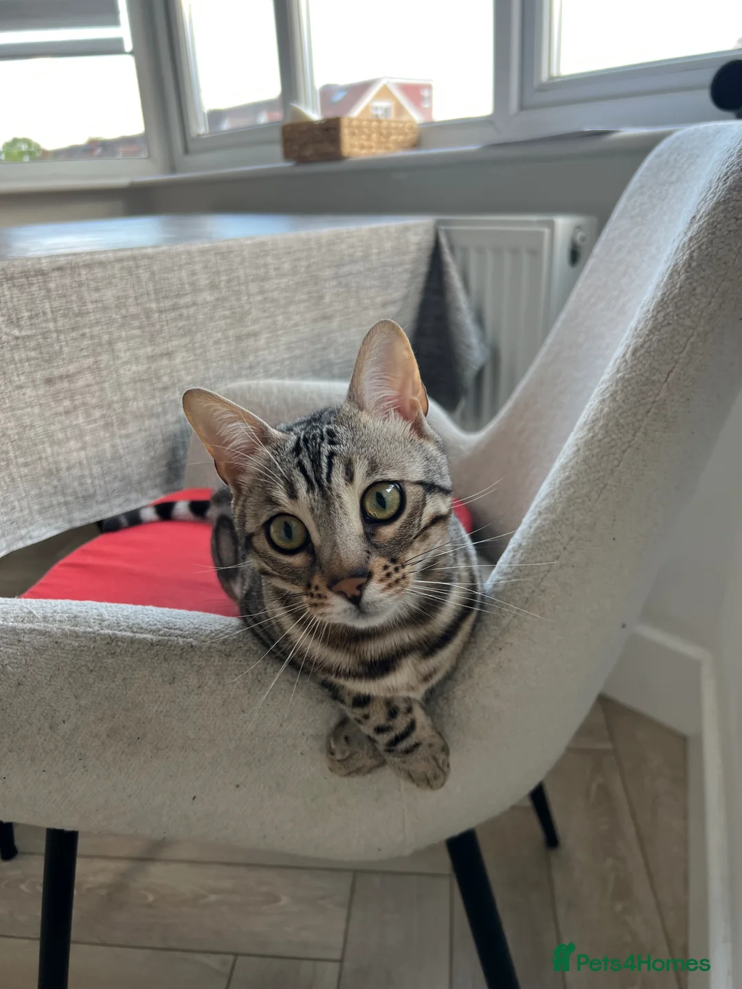 Bengal cats for sale: Silver bengal Nala - Advert 1